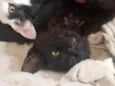 gata 