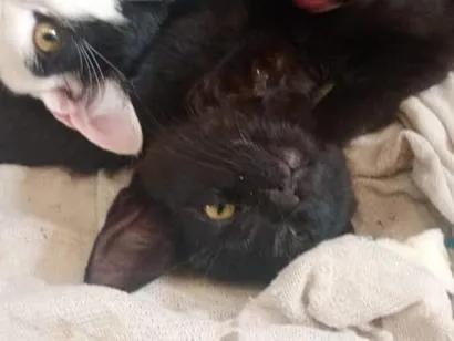 Gato raça SRD-ViraLata idade 2 a 6 meses nome gata 