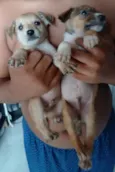bolinha