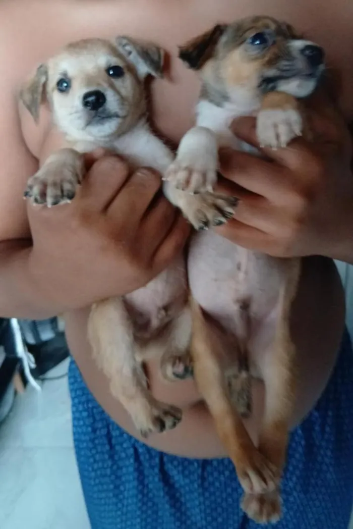 Cachorro raça SRD-ViraLata idade 2 a 6 meses nome bolinha