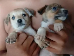 Cachorro raça SRD-ViraLata idade 2 a 6 meses nome bolinha