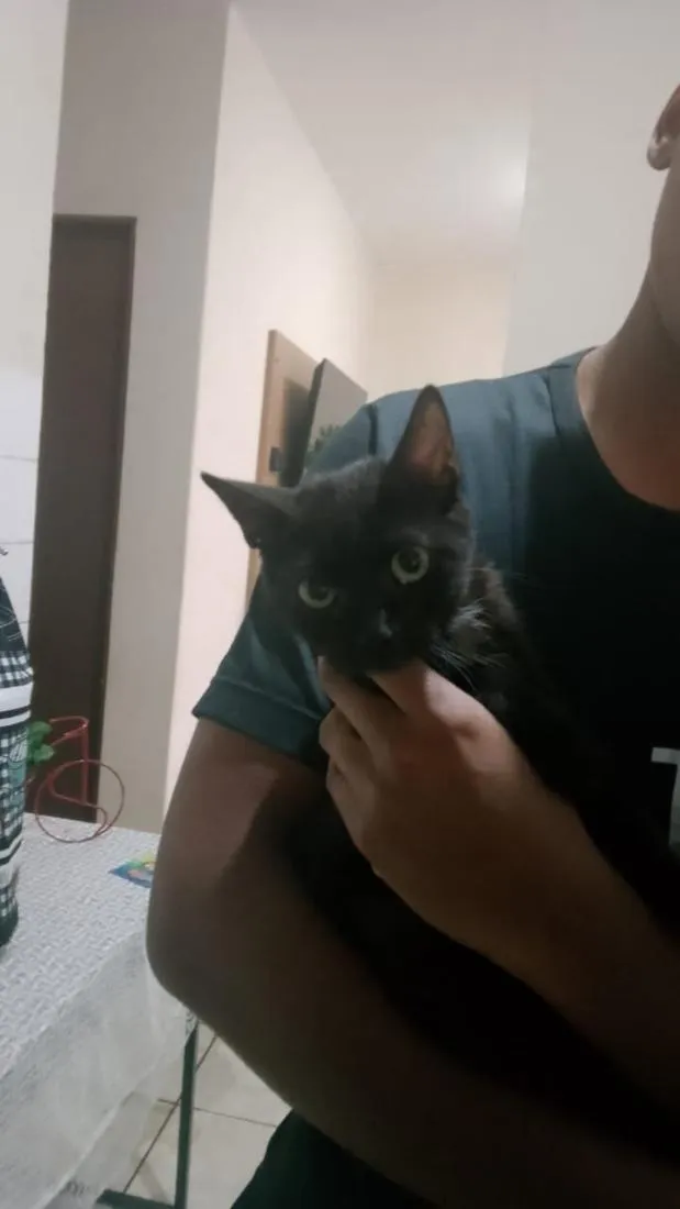 Gato raça SRD-ViraLata idade 7 a 11 meses nome não tem nome