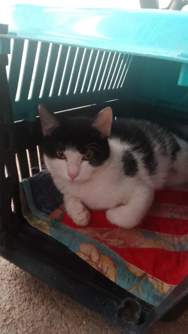 Gato raça SRD-ViraLata idade 7 a 11 meses nome não tem nome