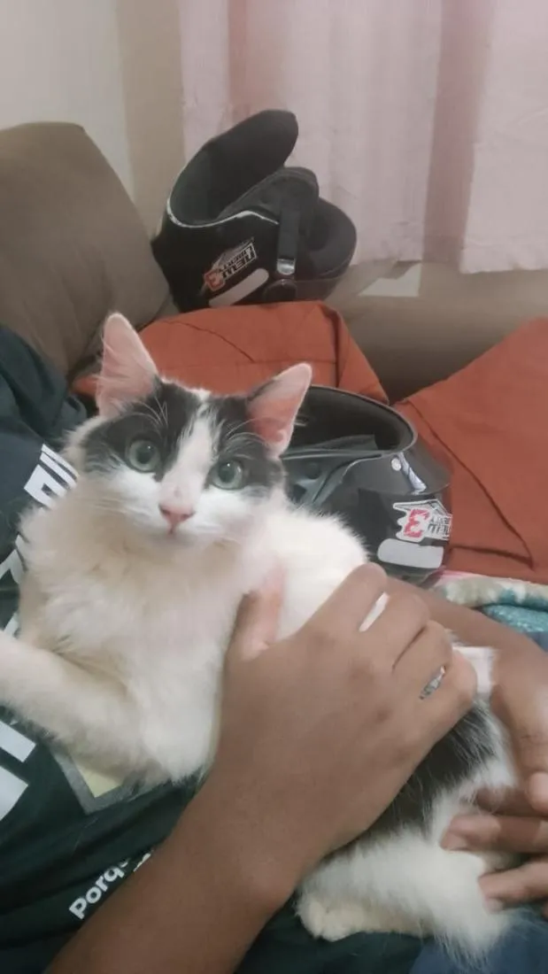 Gato raça SRD-ViraLata idade 7 a 11 meses nome não tem nome