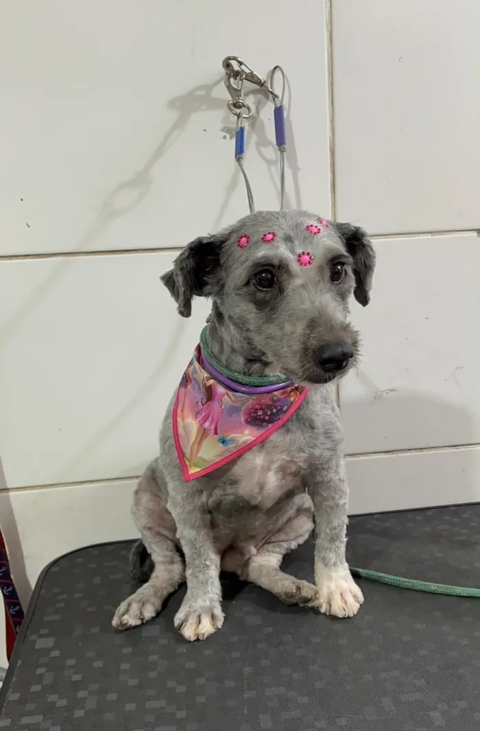 Cachorro raça SRD-ViraLata idade 6 ou mais anos nome Lili