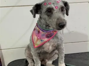 Cachorro raça SRD-ViraLata idade 6 ou mais anos nome Lili