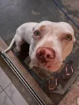 Pipoca