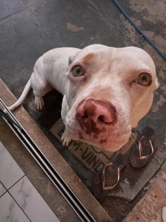 Cachorro raça SRD-ViraLata idade 1 ano nome Pipoca