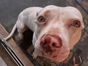 Cachorro raça SRD-ViraLata idade 1 ano nome Pipoca