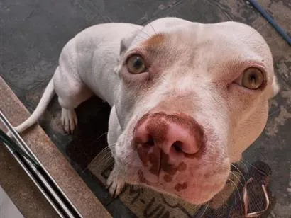 Cachorro raça SRD-ViraLata idade 1 ano nome Pipoca