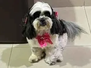 Cachorro raça Shitzu idade 6 ou mais anos nome MYA