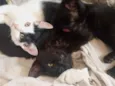 gata 