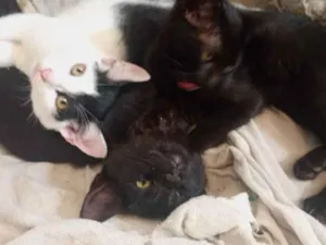 Gato raça SRD-ViraLata idade 2 a 6 meses nome gata 