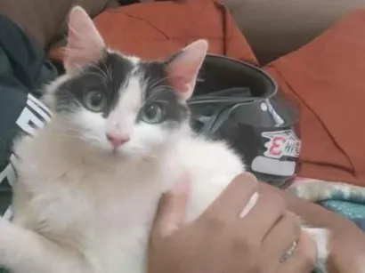 Gato raça SRD-ViraLata idade 7 a 11 meses nome não tem nome