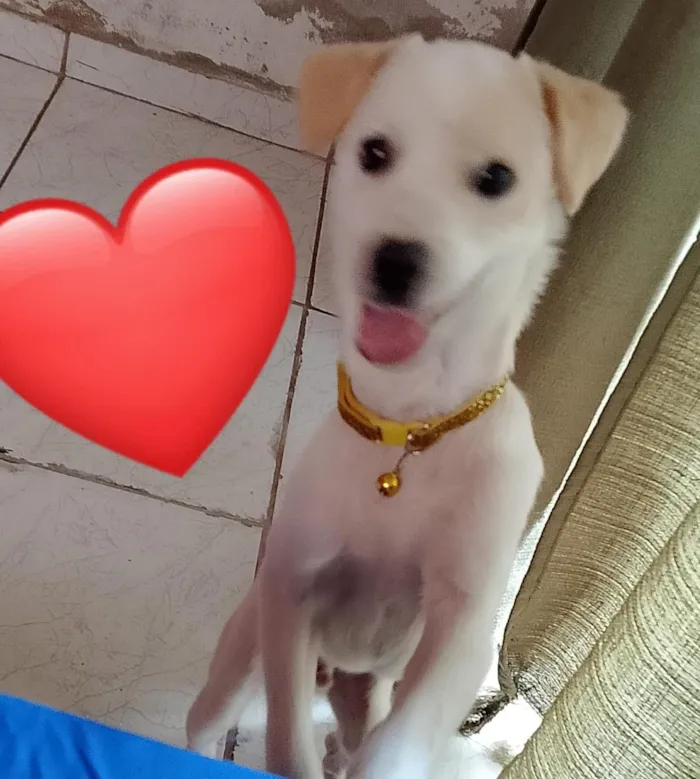 Cachorro raça SRD-ViraLata idade 7 a 11 meses nome Zeus 