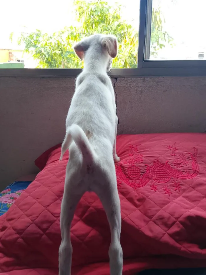 Cachorro raça SRD-ViraLata idade 7 a 11 meses nome Zeus 