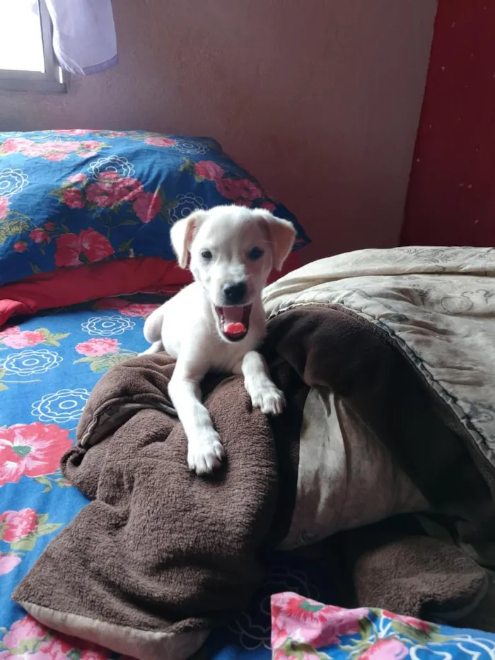 Cachorro raça SRD-ViraLata idade 7 a 11 meses nome Zeus 