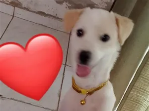 Cachorro raça SRD-ViraLata idade 7 a 11 meses nome Zeus 