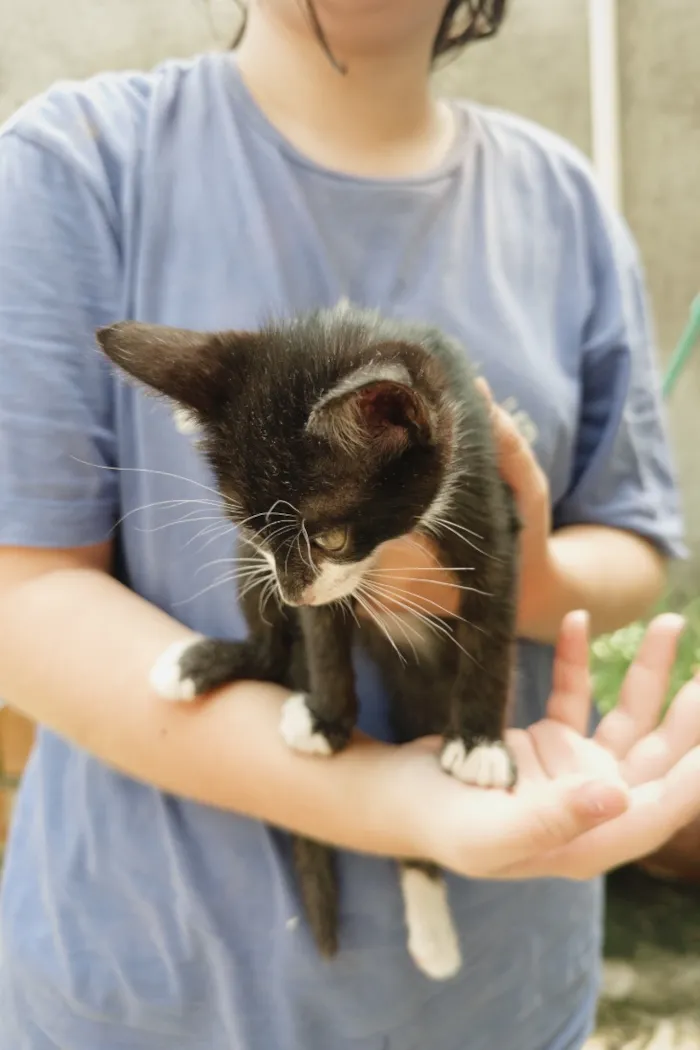 Gato raça SRD-ViraLata idade 2 a 6 meses nome Mia
