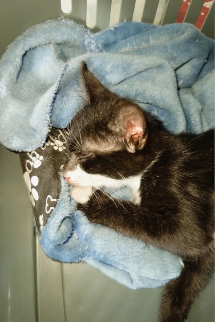 Gato raça SRD-ViraLata idade 2 a 6 meses nome Mia