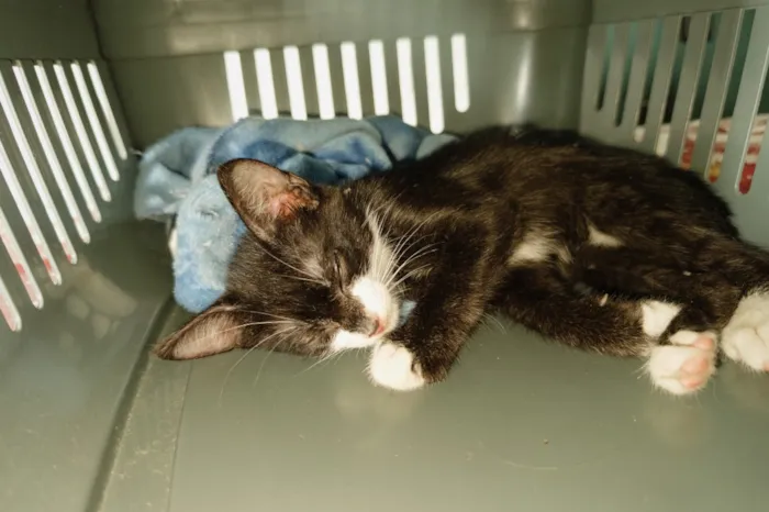 Gato raça SRD-ViraLata idade 2 a 6 meses nome Mia