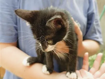Gato raça SRD-ViraLata idade 2 a 6 meses nome Mia