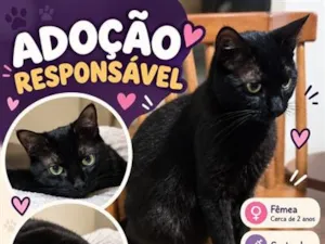 Gato raça SRD-ViraLata idade 2 anos nome Night