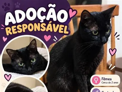 Gato raça SRD-ViraLata idade 2 anos nome Night