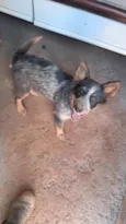 Espoleta