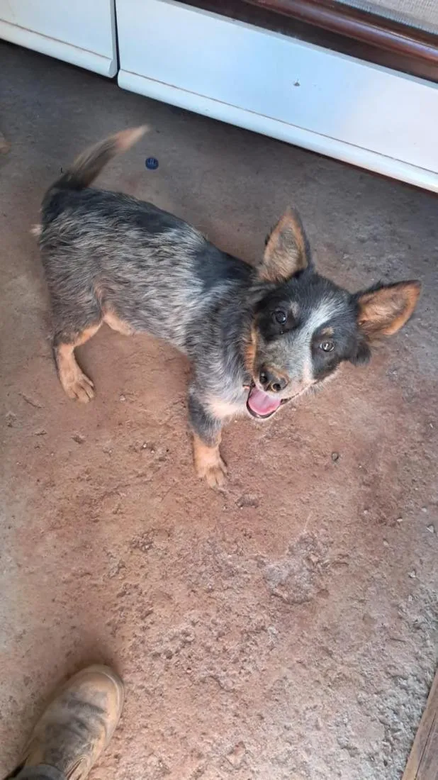 Cachorro raça SRD-ViraLata idade 2 a 6 meses nome Espoleta
