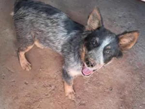 Cachorro raça SRD-ViraLata idade 2 a 6 meses nome Espoleta