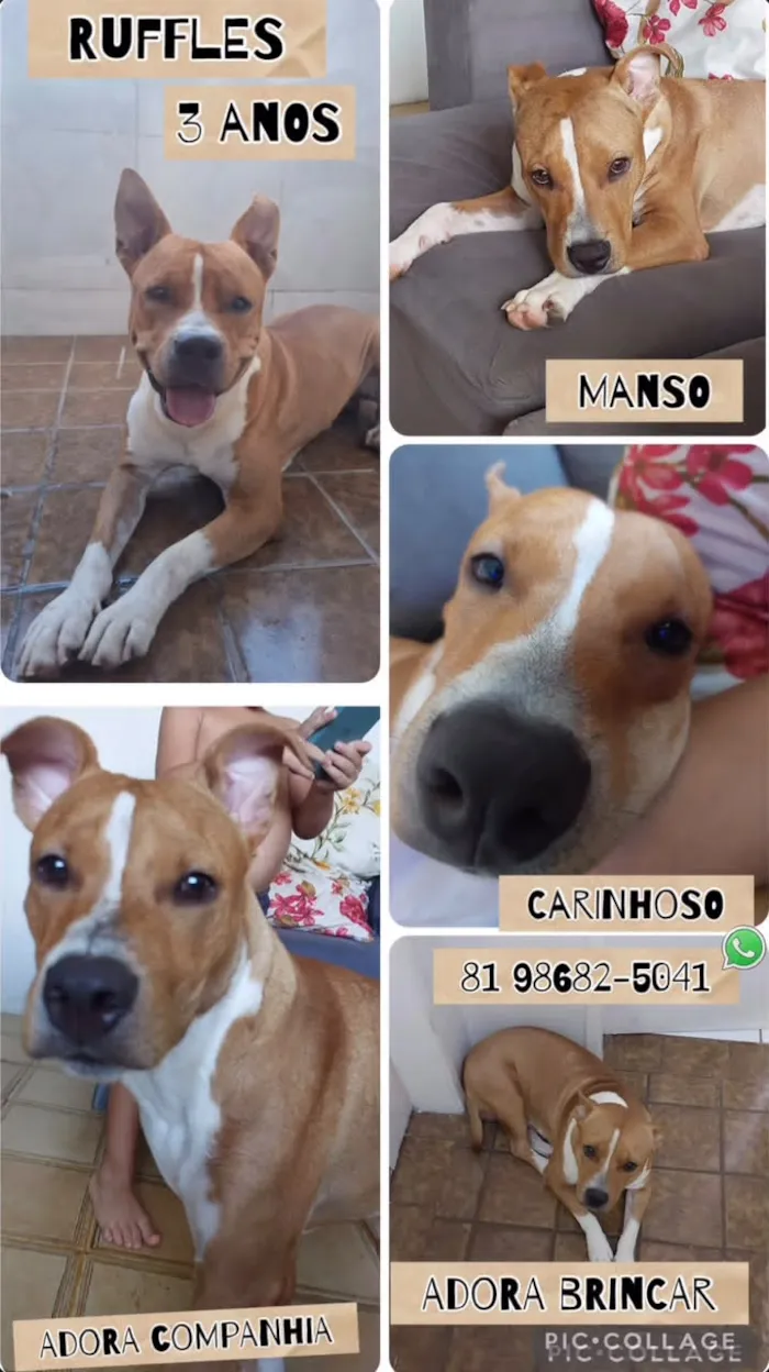 Cachorro raça Pit-Bull idade 3 anos nome Ruffles