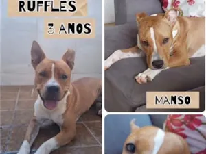 Cachorro raça Pit-Bull idade 3 anos nome Ruffles
