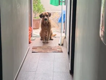 Cachorro raça SRD-ViraLata idade 6 ou mais anos nome Thor