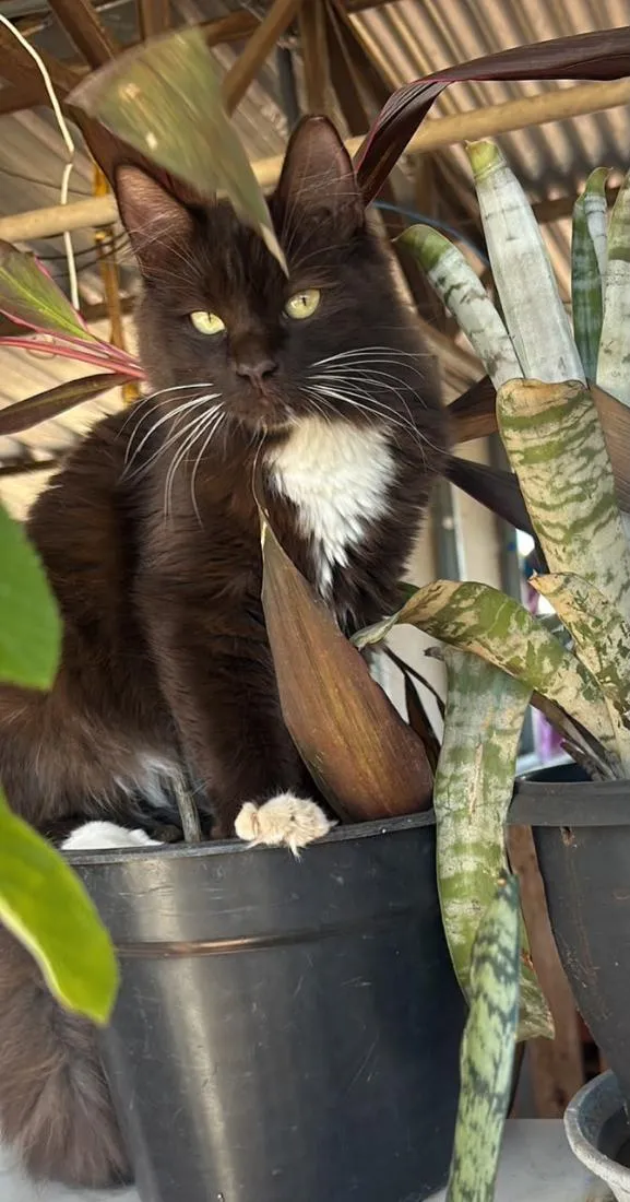 Gato raça SRD-ViraLata idade 1 ano nome Margot