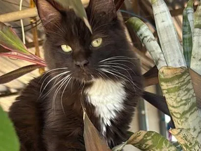 Gato raça SRD-ViraLata idade 1 ano nome Margot