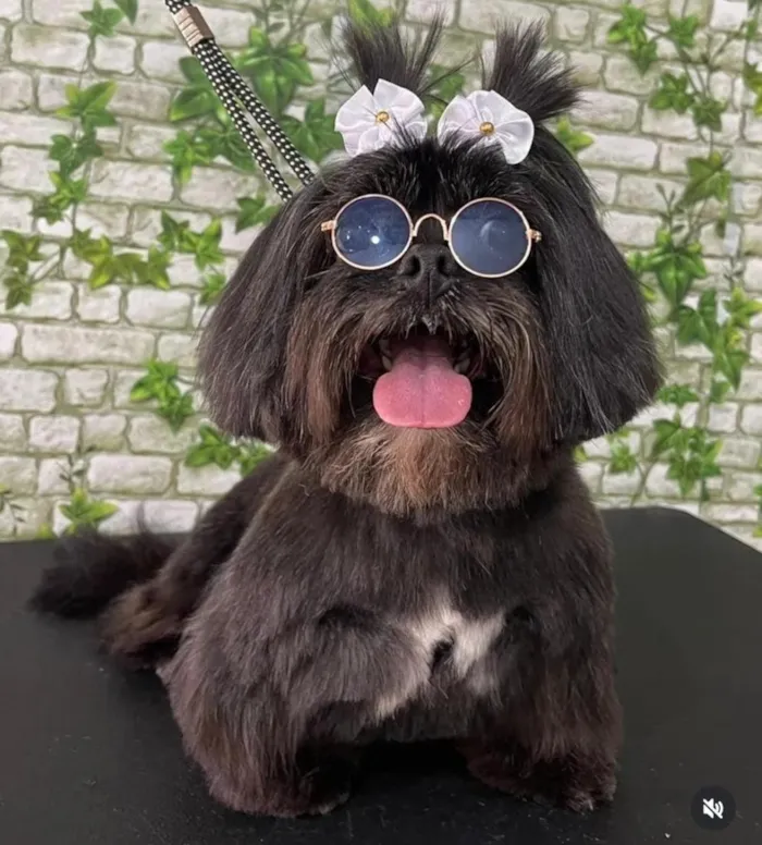 Cachorro raça Lhasa Apso idade 6 ou mais anos nome Pérola