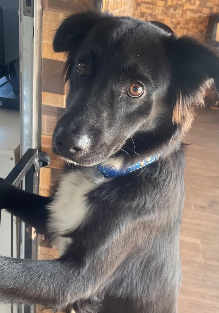 Cachorro raça SRD-ViraLata idade 1 ano nome Léo