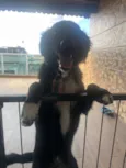 Léo