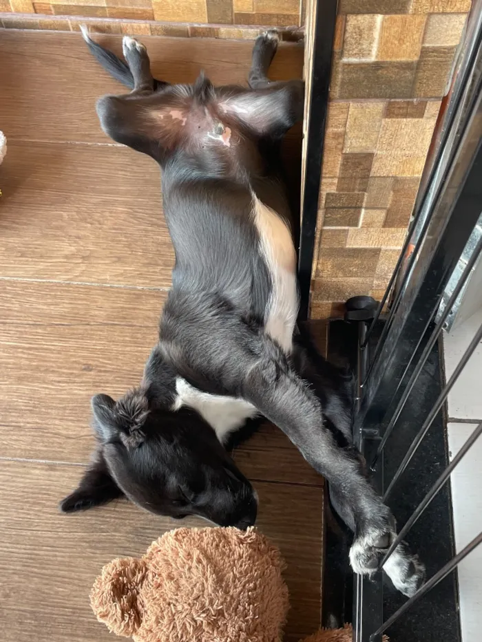 Cachorro raça SRD-ViraLata idade 1 ano nome Léo