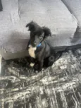 Léo