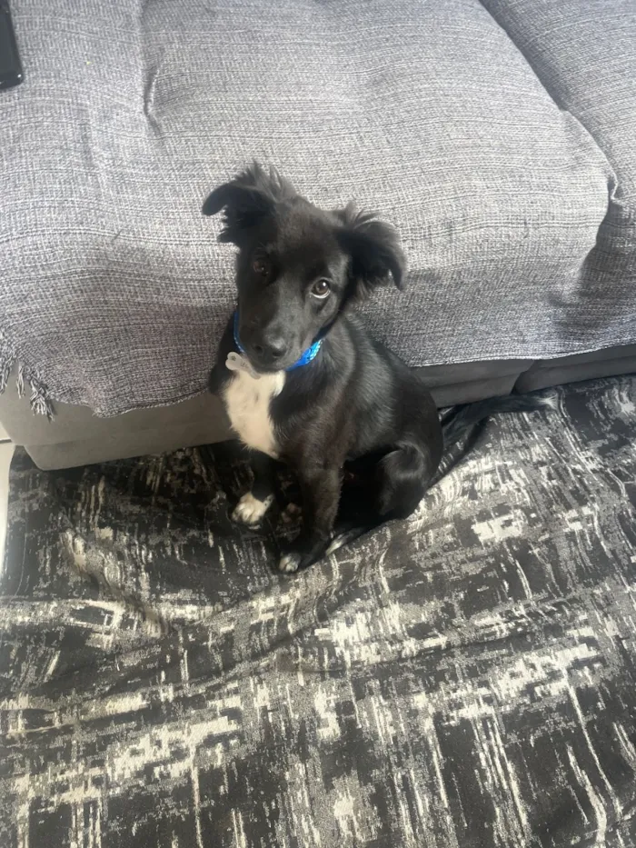 Cachorro raça SRD-ViraLata idade 1 ano nome Léo