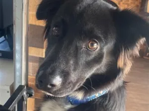 Cachorro raça SRD-ViraLata idade 1 ano nome Léo
