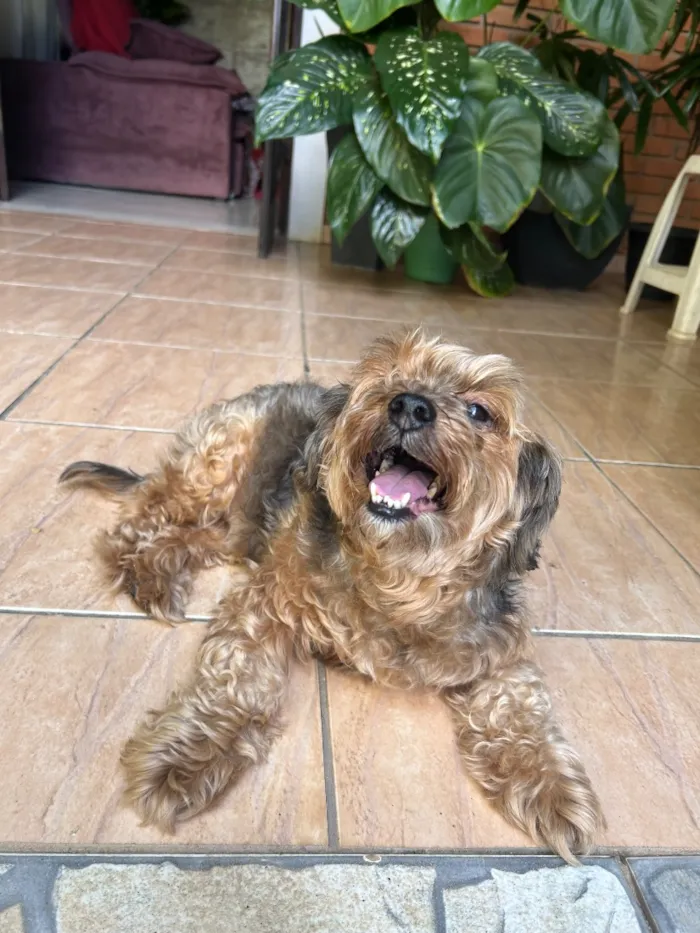 Cachorro raça SRD-ViraLata idade 6 ou mais anos nome Belinha 