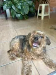 Belinha 