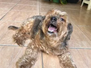 Cachorro raça SRD-ViraLata idade 6 ou mais anos nome Belinha 