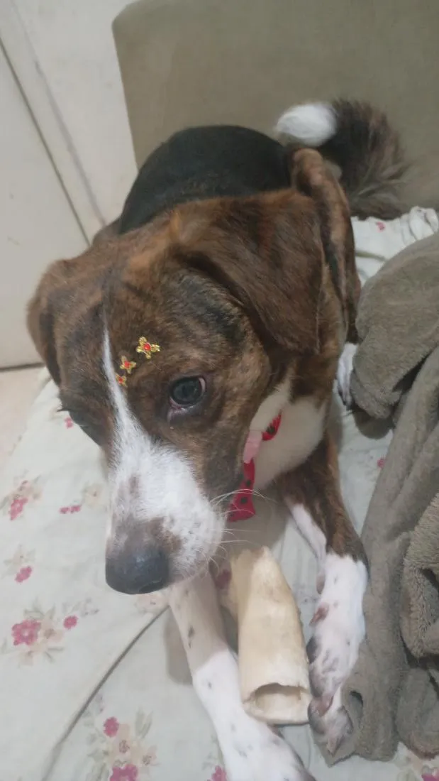 Cachorro raça SRD-ViraLata idade 6 ou mais anos nome amora