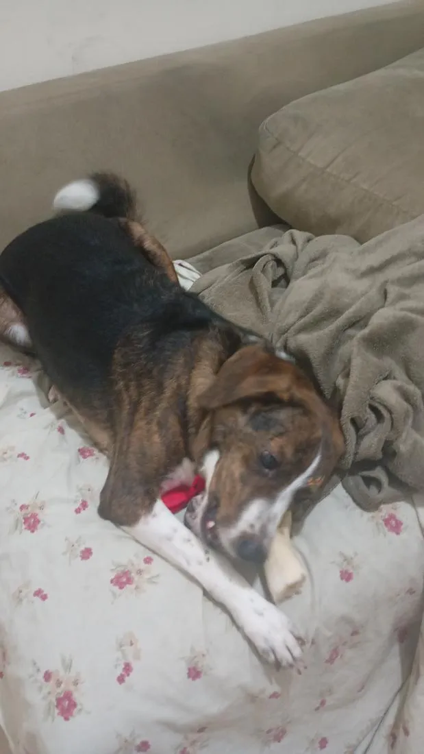 Cachorro raça SRD-ViraLata idade 6 ou mais anos nome amora