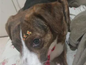 Cachorro raça SRD-ViraLata idade 6 ou mais anos nome amora