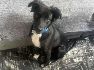 Cachorro raça SRD-ViraLata idade 1 ano nome Léo